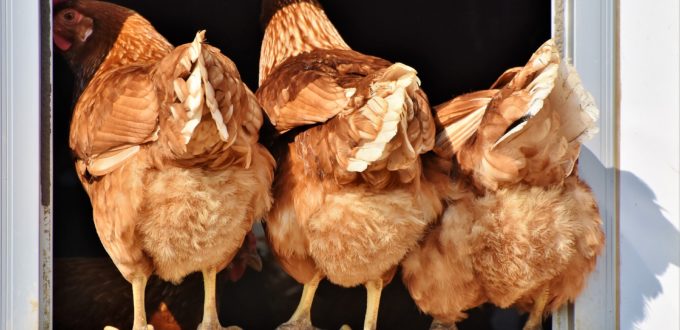 I Fought The Good Fight…