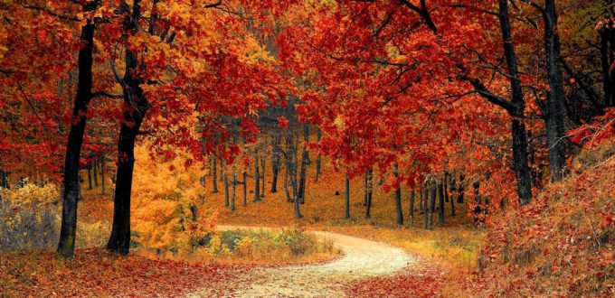 Where Are You Autumn?